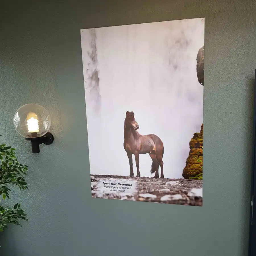 Spuni, verðlaunahesturinn, í mynd á grænum vegg í Svala Apartments
